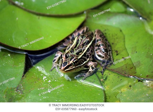 Macro shot of a Leopard frog sitting on lily pads in a pond using a bokeh effect