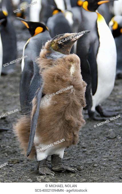 Young king penguin Aptenodytes patagonicus molting near colony of nesting animals numbering between 70, 000 and 100, 000 nesting pairs on Salisbury Plain on...