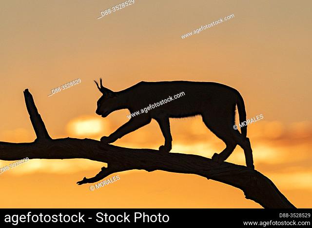 Caracal (Caracal caracal), Occurs in Africa and Asia, Namibia, Private reserve, Adult under controlled conditions, on a tree at sunset