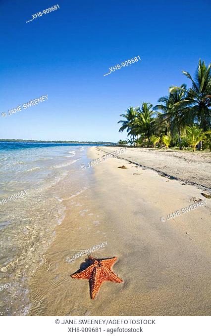 Starfish on Star Beach, Colon Island, Bocas del Toro Province, Panama
