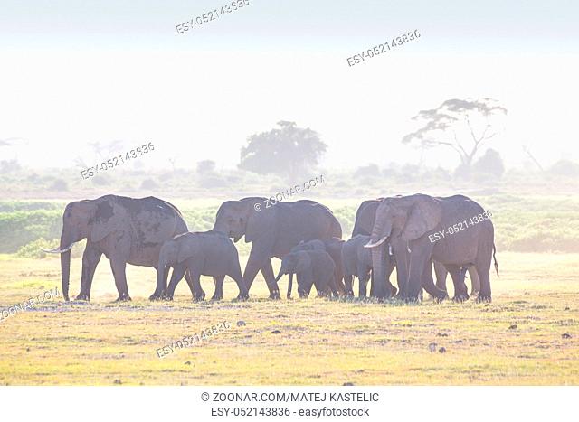Herd of elephants walkig in Amboseli National park, Kenya, Africa