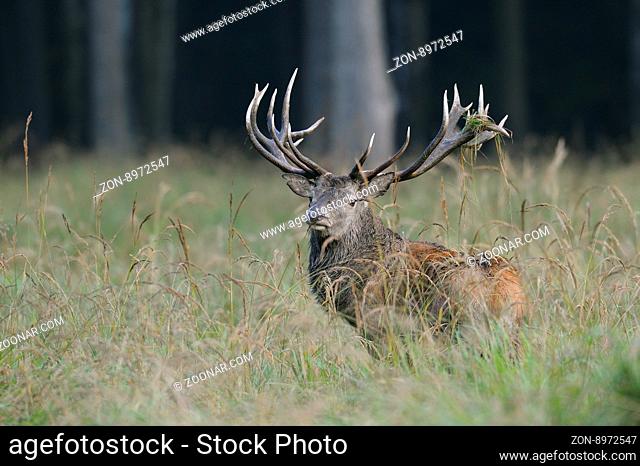 Rothirsch, Cervus elaphus, Herbst, Deutschland Red deer, Cervus elaphus, Autumn, Germany, Europe