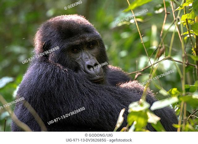 Uganda, Bwindi Impenetrable National Park, Bwindi Impenetrable Forest, mountain gorilla. (Gorila beringei beringei)