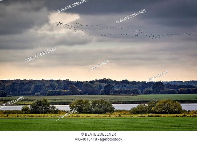Herbstliche Landschaft am Wardersee bei Pronstorf (Kreis Segeberg, Schleswig-Holstein) mit hunderten ziehender Wildgänse am Wolkenhimmel - Pronstorf