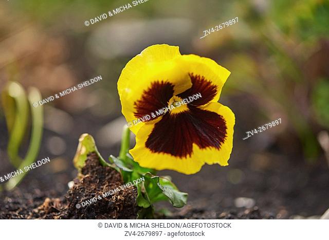 Close-up of garden pansy (Viola wittrockiana) blossoms in a garden in spring