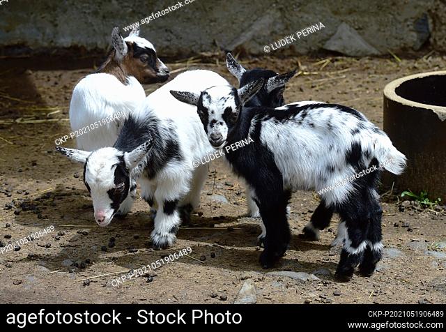 Goatlings of Dutch dwarf goat, Capra aegagrus f. hircus, play in the Olomouc Zoo, Czech Republic, on Wednesday, May 19, 2021. (CTK Photo/Ludek Perina)