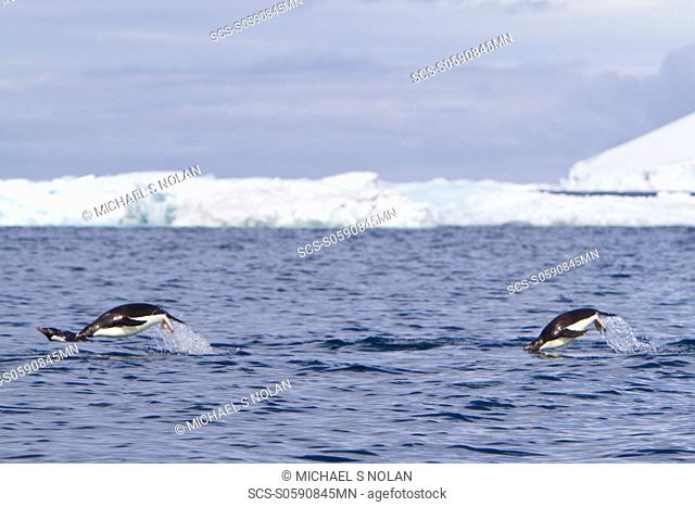 Ad‘lie penguin Pygoscelis adeliae porpoising for speed near the Antarctic Peninsula, Antarctica MORE INFO The Ad‘lie Penguin is a type of penguin common along...