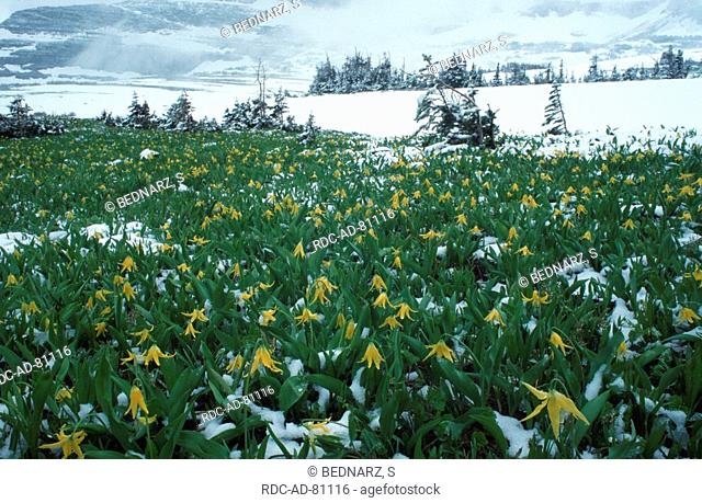 Glacier Lilies with snow Glacier national park Montana USA Erythronium grandiflorum