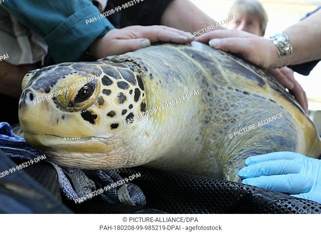 A green turtle is treated on her annual medical check-up at the German Oceanographic Museum in Stralsund, Germany, 8 February 2018