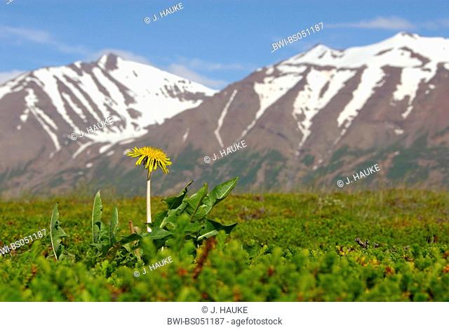 common dandelion (Taraxacum officinale), in front of mountains, Iceland, Hrisey