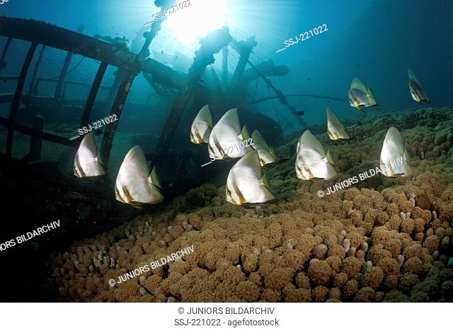 Shoal of Longfin Batfish ( Platax teira) on small Wreck, Florida Islands, Solomon Islands