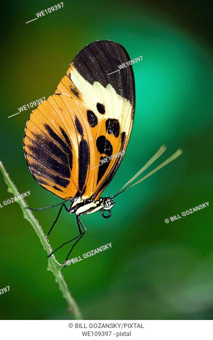 Longwing Butterfly Captive - La Selva Jungle Lodge, Amazon Region, Ecuador