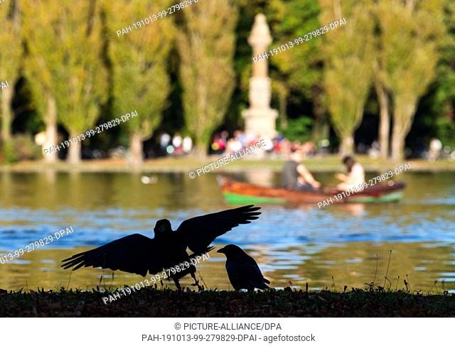 13 October 2019, Bavaria, Munich: Crows land in front of the Kleinhesseloher See on the embankment. Photo: Lino Mirgeler/dpa. - Munich/Bavaria/Germany