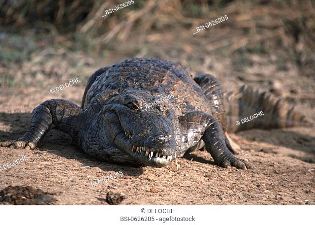 REPTILE, CROCODILE<BR>Crocodile. Ouagadougou, Burkina Faso