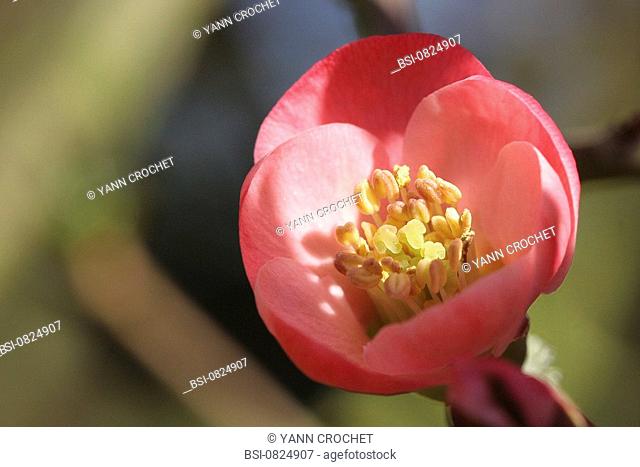 Flowers of Japanese quince Chaenomeles speciosa. Picardy, France