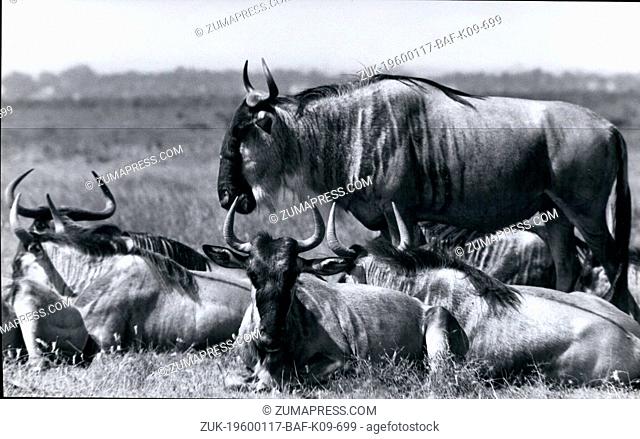 1969 - Wilder Besets, Uganda. (Credit Image: © Keystone Pictures USA/ZUMAPRESS.com)