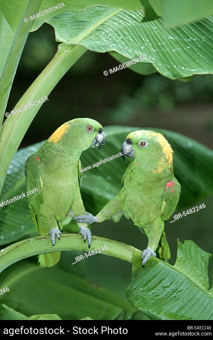 Yellow-naped Amazon, pair (Amazona ochrocephala auropalliata), Honduras, Central America