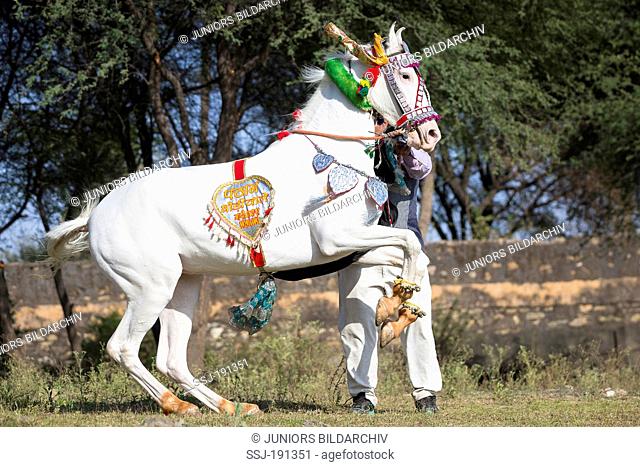 Marwari Horse. Grey mare in beautiful harness performing a terre a terre in-hand. Traditional horse dance, India