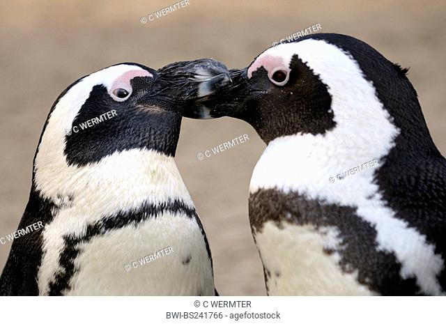 jackass penguin, African penguin, black-footed penguin Spheniscus demersus, couple greeting