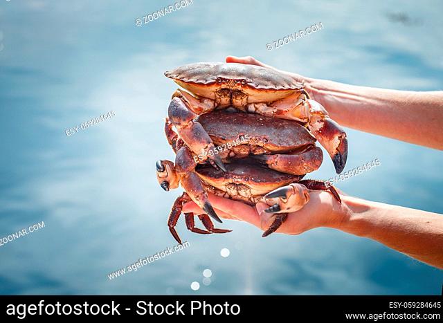Three fresh crabs in human hands over water background. Outside shot. Norway
