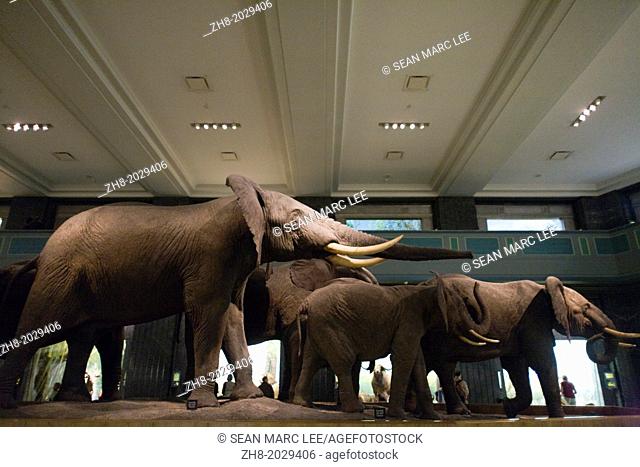 Elephant diorama at The American Museum of Natural History in New York