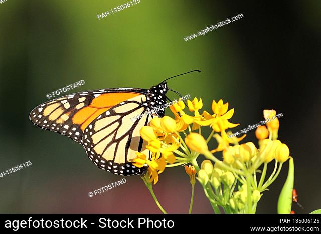 New York, USA October 2019: Impressions New York - October - 2019 A monarch butterfly, in New York | usage worldwide. - new York/New York/USA