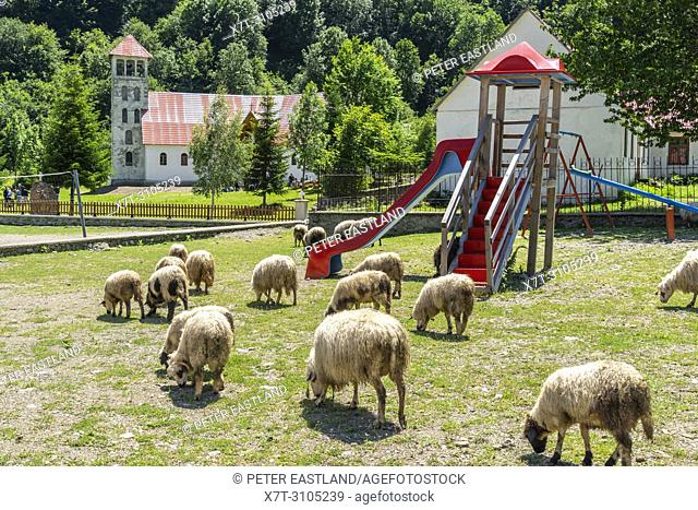 Sheep grazing on a childrens play area in Vermosh, the most northerly village in Albania, just below the border with Montinegro. Albania