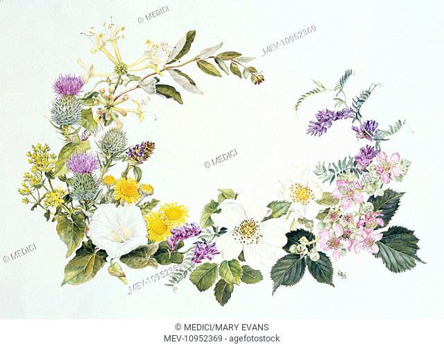 Summer Flowers' – including honeysuckle, spear thistle, hedge bindweed, dog rose, bramble and tufted vetch