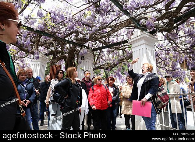 RUSSIA, REPUBLIC OF CRIMEA - MAY 12, 2023: People gather by a blooming Wisteria that was planted in 1902, as they take a guided tour around the streets of the...