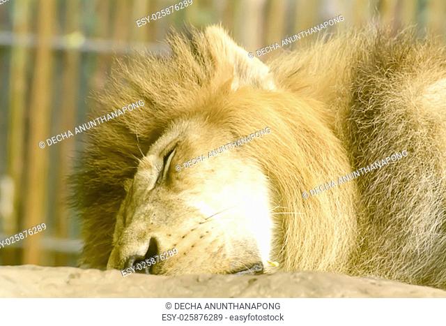 The lion sleeping take in a zoo