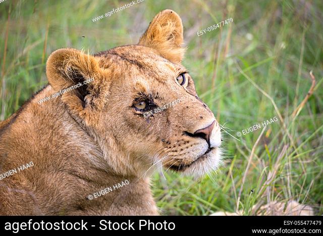 A face of a young lioness in close-up