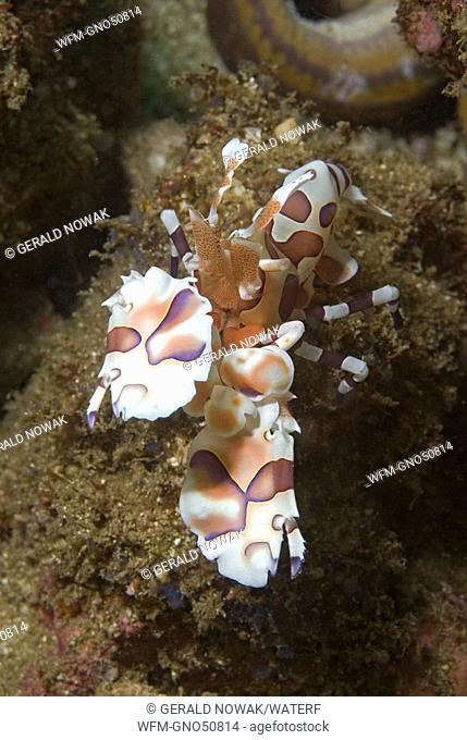 Harlekin Shrimp, Hymenocera elegans, Playas del Coco, Costa Rica