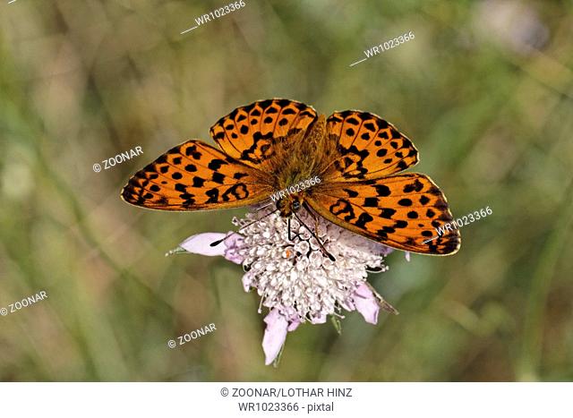 Brenthis daphne, Marbled Fritillary