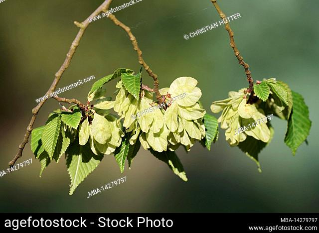 Fluttering elm (Ulmus laevis), branch with leaves and wing nuts, spring, North Rhine-Westphalia, Germany