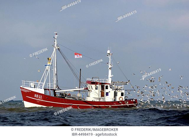 Trawler with colony of seagulls (Laridae), Schleswig-Holstein Wadden Sea National Park, North Frisia, Schleswig-Holstein, Germany