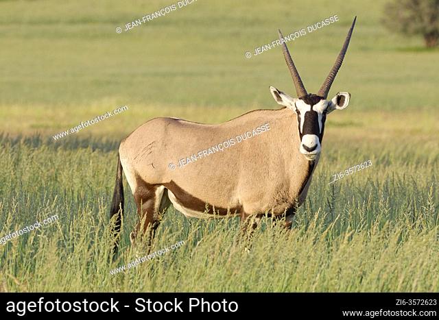 Gemsbok (Oryx gazella), adult male, standing in the tall grass, evening light, Kgalagadi Transfrontier Park, Northern Cape, South Africa, Africa