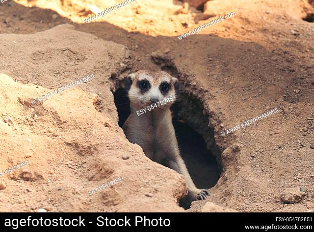 cute meerkat ( Suricata suricatta ) standing at cave entrance