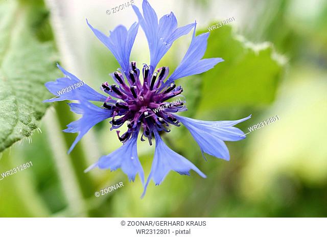Bluebottle (Centaurea cyans), Cornflower