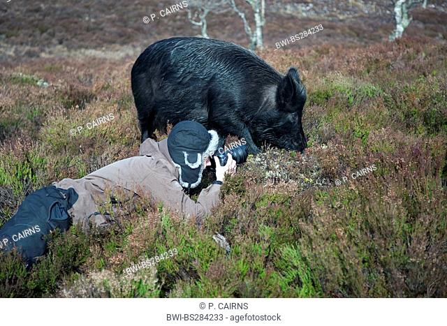wild boar, pig, wild boar (Sus scrofa), Wild boar in heath being photographed, United Kingdom, Scotland, Alladale Wilderness Reserve