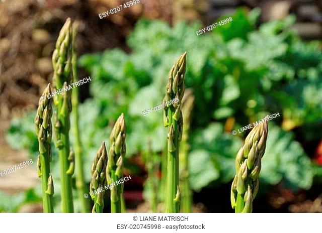 Spargelfeld - asparagus field 30