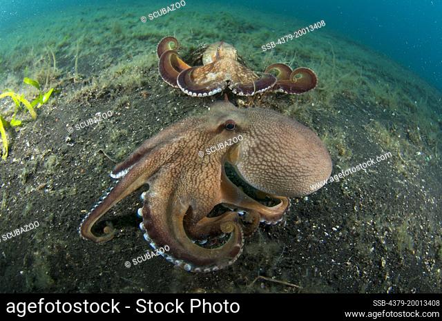 2 large Coconut Octopus, Amphioctopus marginatus, about to fight eachother in a territorial dispute, Lembeh Strait, Sulawesi, Indonesia