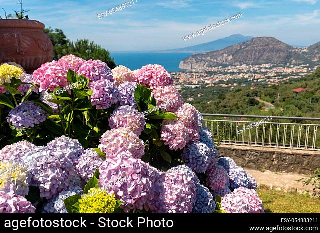 Blossoming hydrangea with the Gulf of Naples and Vesuvius in the background