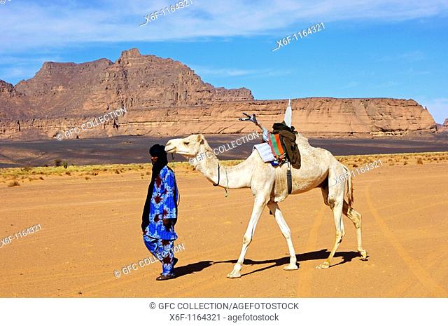Tuareg nomad leading a white Mehari dromedary witha traditional Tuareg saddle in the desert, Sahara desert, Libya