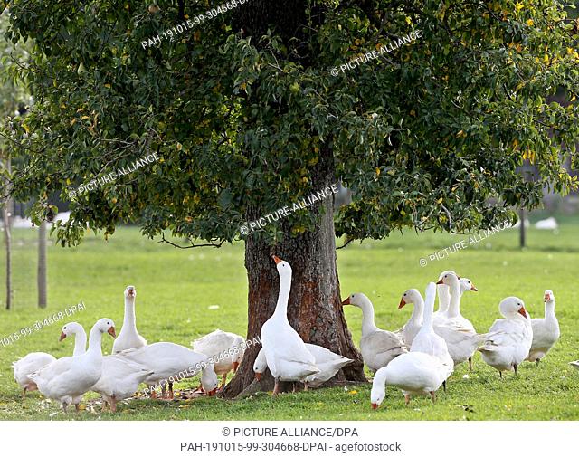 15 October 2019, North Rhine-Westphalia, Geldern: The free-range geese of farmer Georg Aengenheister graze under an old pear tree
