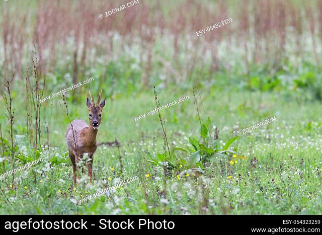Rehbock im Fellwechsel steht aufmerksam sichernd auf einer Waldwiese - (Europaeisches Reh - Rehwild) / Roe Deer buck in change of coat stands intently looking...