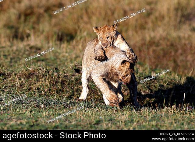 Lion cubs (Panthera leo) playing in savanna. Masai Mara National Park. Kenya