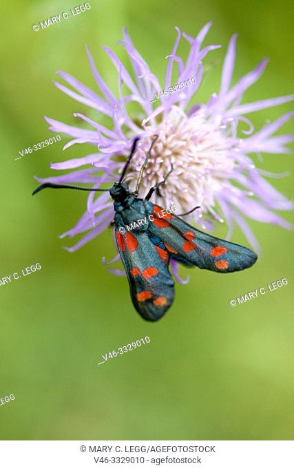 Six-spot Blue, Zygaena filipendulae. A midnight blue moth with six red spots. Wingspan: 30-40mm. Diurnal. Host plants: Lotus corniculatus, L
