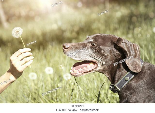 Dog outdoors under the sunlight looking to the human hand holding dandelion