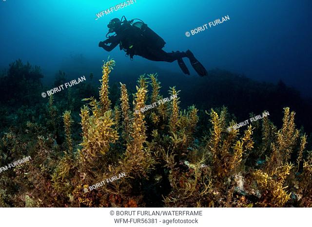 Diver over Sargassum Brown Seaweed, Sargassum sp., Lastovo Island, Adriatic Sea, Croatia