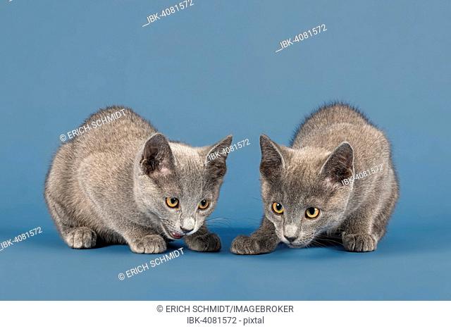 Two Russian Blue Kitten, 10 weeks